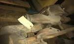 Bonnet 2264222 Fits Caterpillar RM500 Used. Price: $345.00.