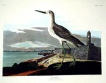 John James Audubon / Greenshank From The Birds Of America Amsterdam Edition Used. Price: $180.00.